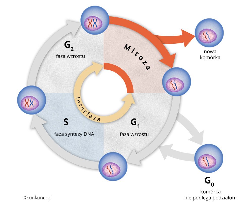 fazy cyklu komórkowego