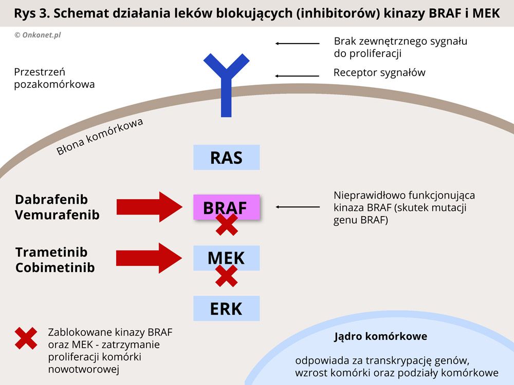 schemat działania leków blokujących (inhibitorów) kinazy BRAF i MEK