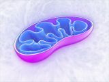 mitochondrium komórkowe przekrój