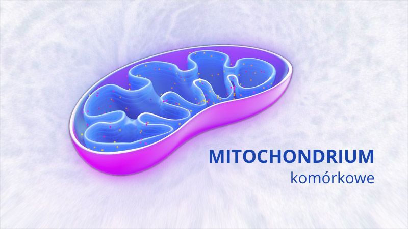 mitochondrium komórkowe przekrój